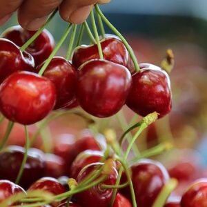 Türk kirazı Norveç’te daha ucuz! Vatandaş tadını unuttu, onlar tüketiyor